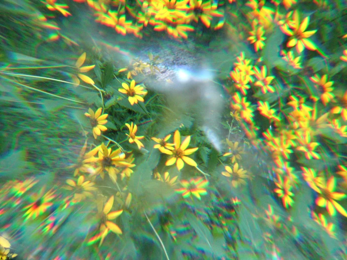 psychedelic yellow flowers